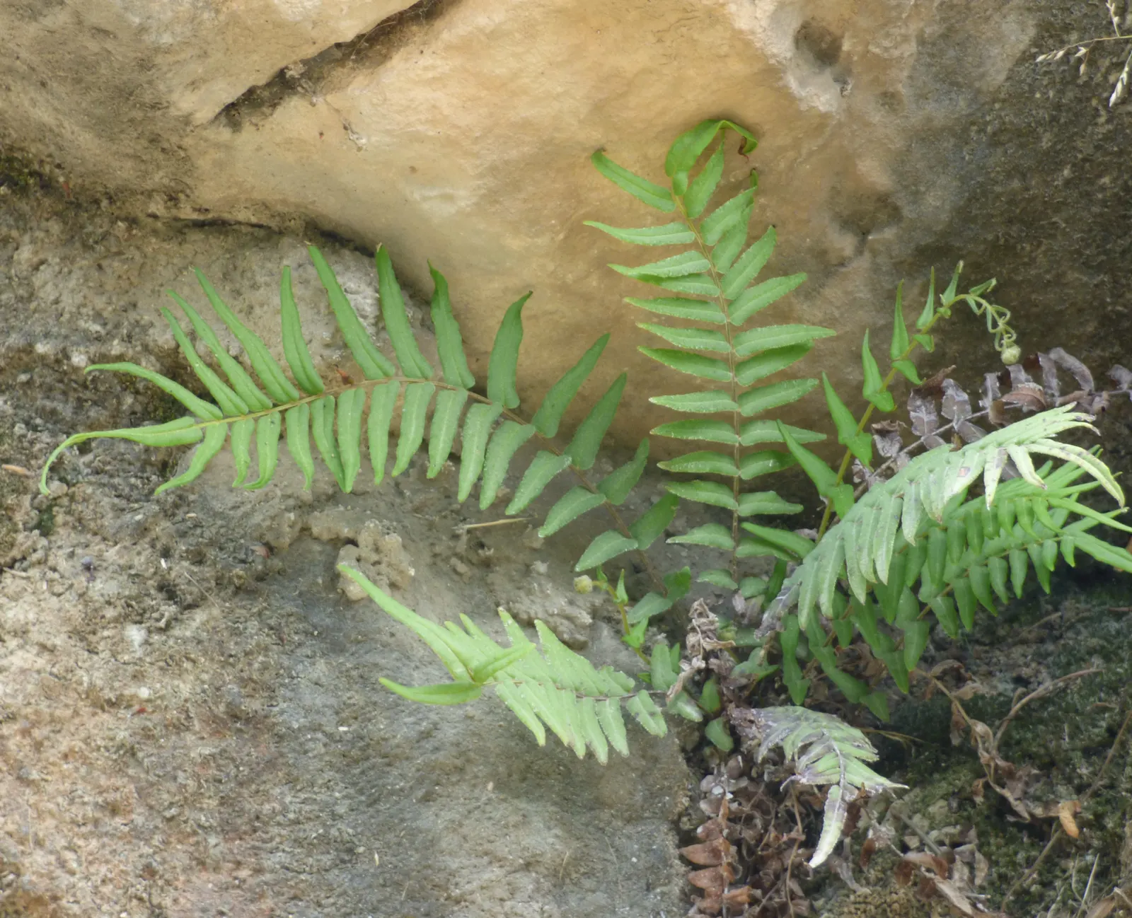 Table Fern (Pteris Species) — it's noteworthy that these ferns are low-maintenance