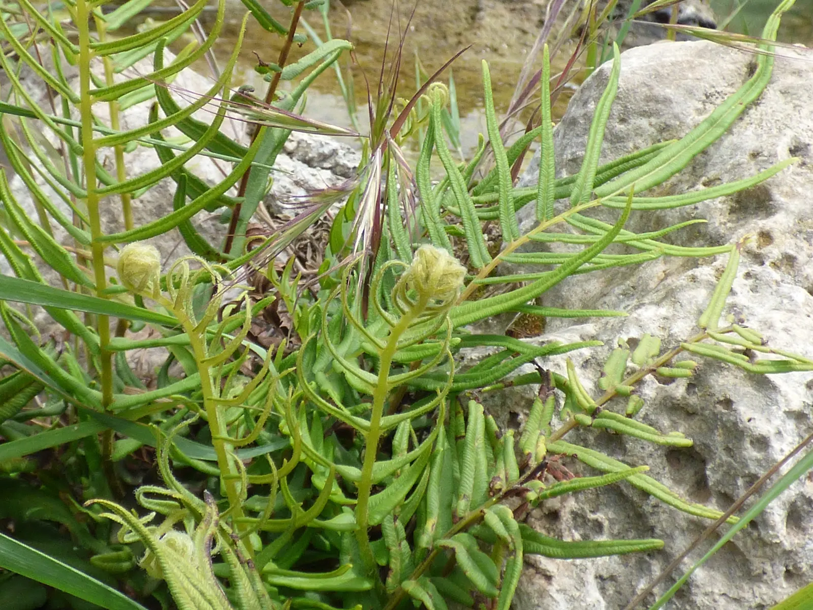 Table Fern (Pteris Species) — <br><br>Landscape designers can leverage Table Ferns' lush texture to soften rockeries or as edging plants, image 84