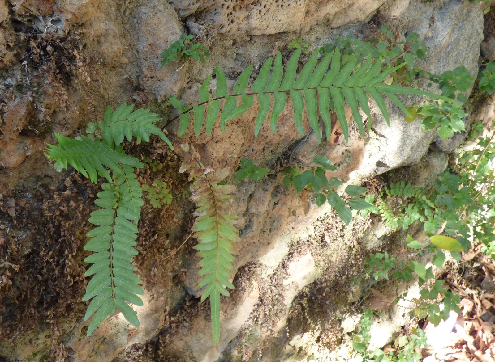 Table Fern (Pteris Species) — and are generally pest-free; they thrive in USDA Hardiness Zones 9 through 11, image 65