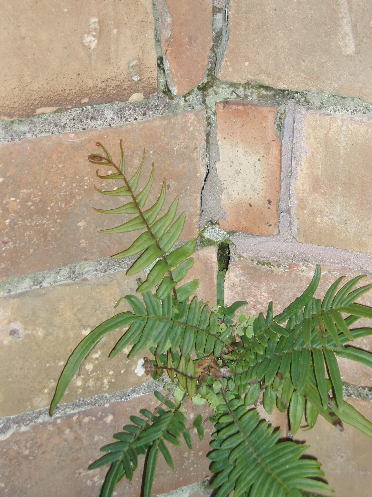 Table Fern (Pteris Species) — Ranging from 6 inches to 3 feet in height; some with variegated patterns of creams or yellows, image 68