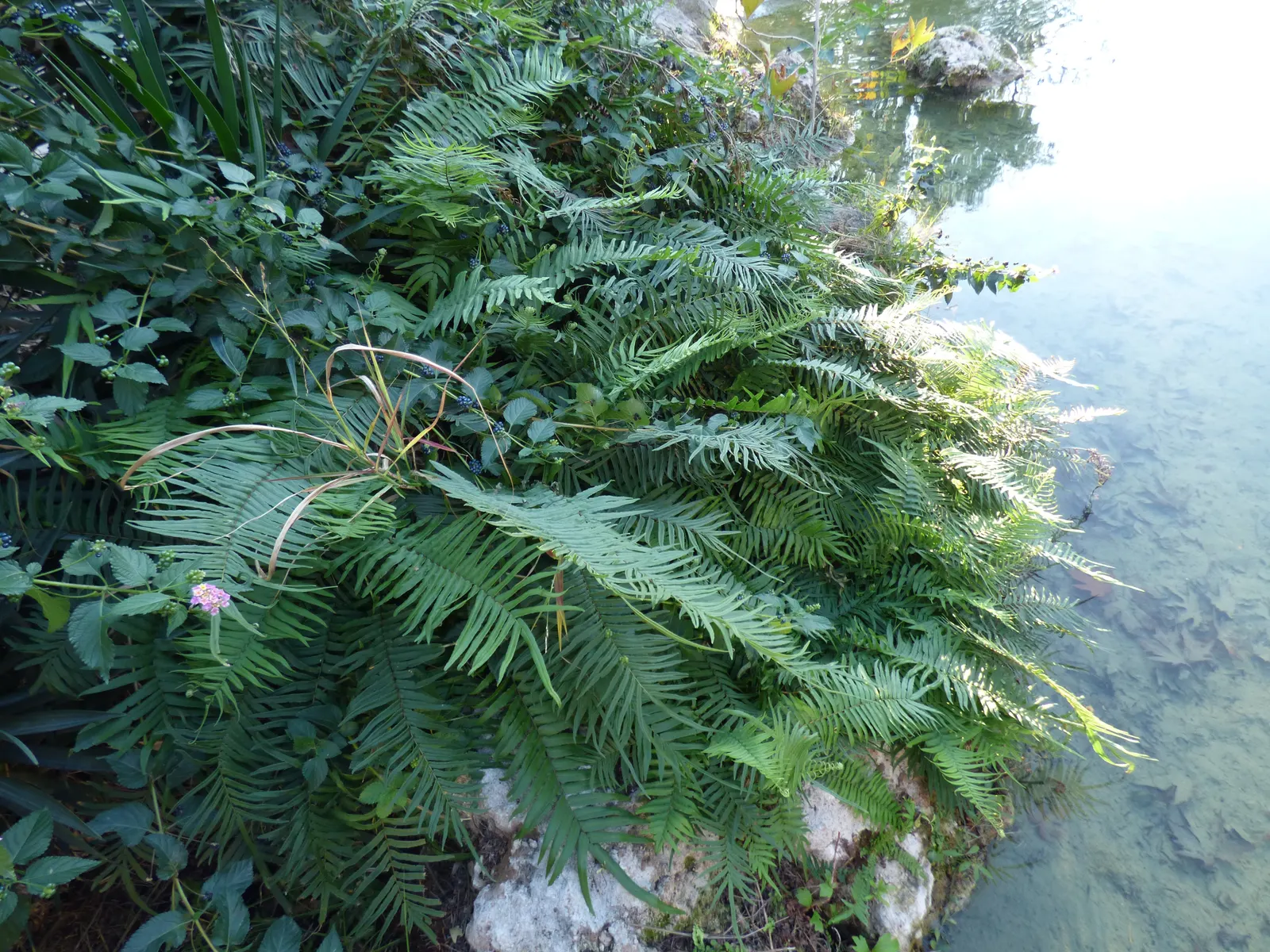 Table Fern (Pteris Species) — belonging to the Pteris genus; ranging from 6 inches to 3 feet in height, image 73