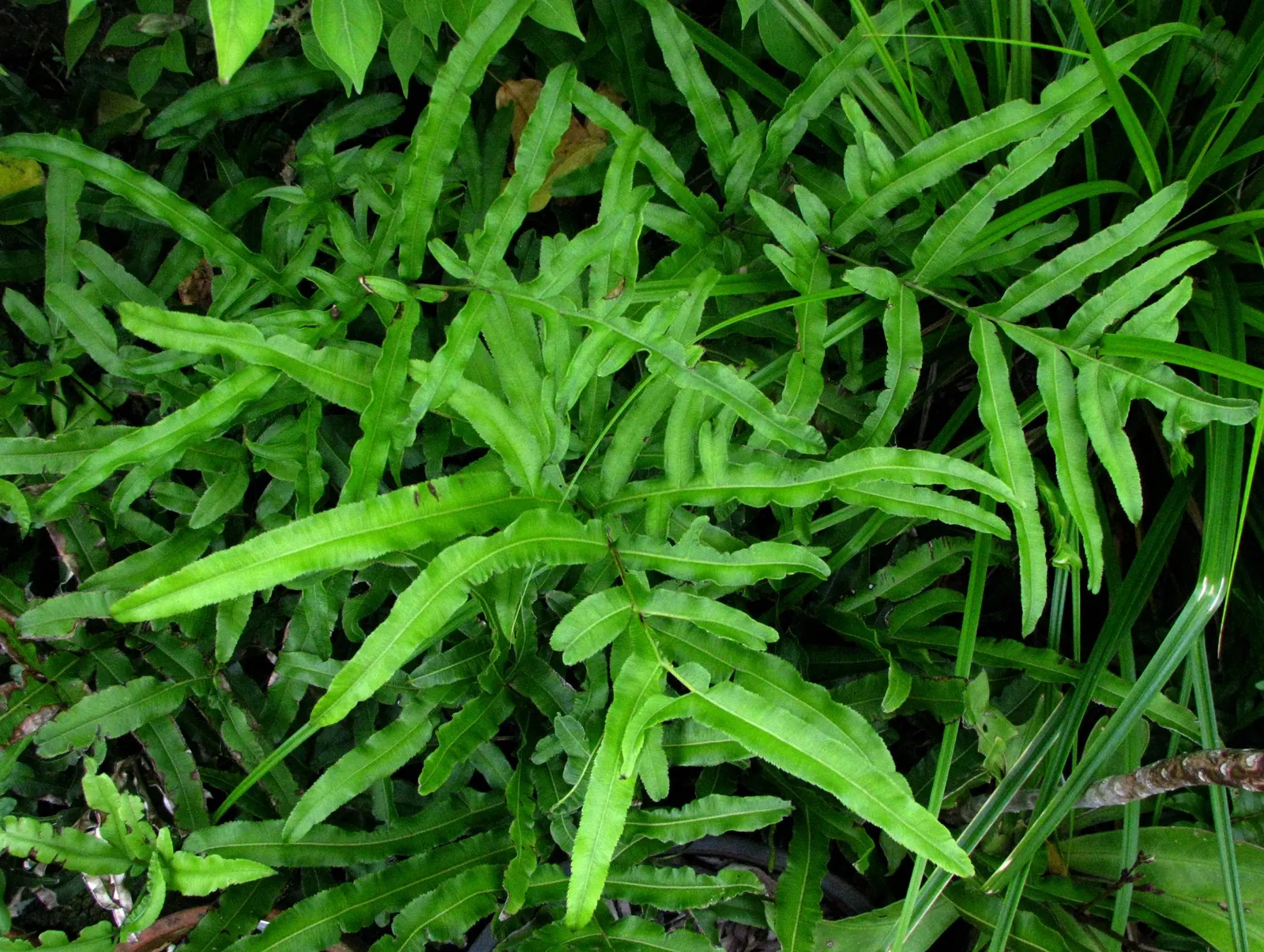 Table Fern (Pteris Species) — They thrive in USDA Hardiness Zones 9 through 11; dwarf varieties are also available for tighter spaces or container gardening