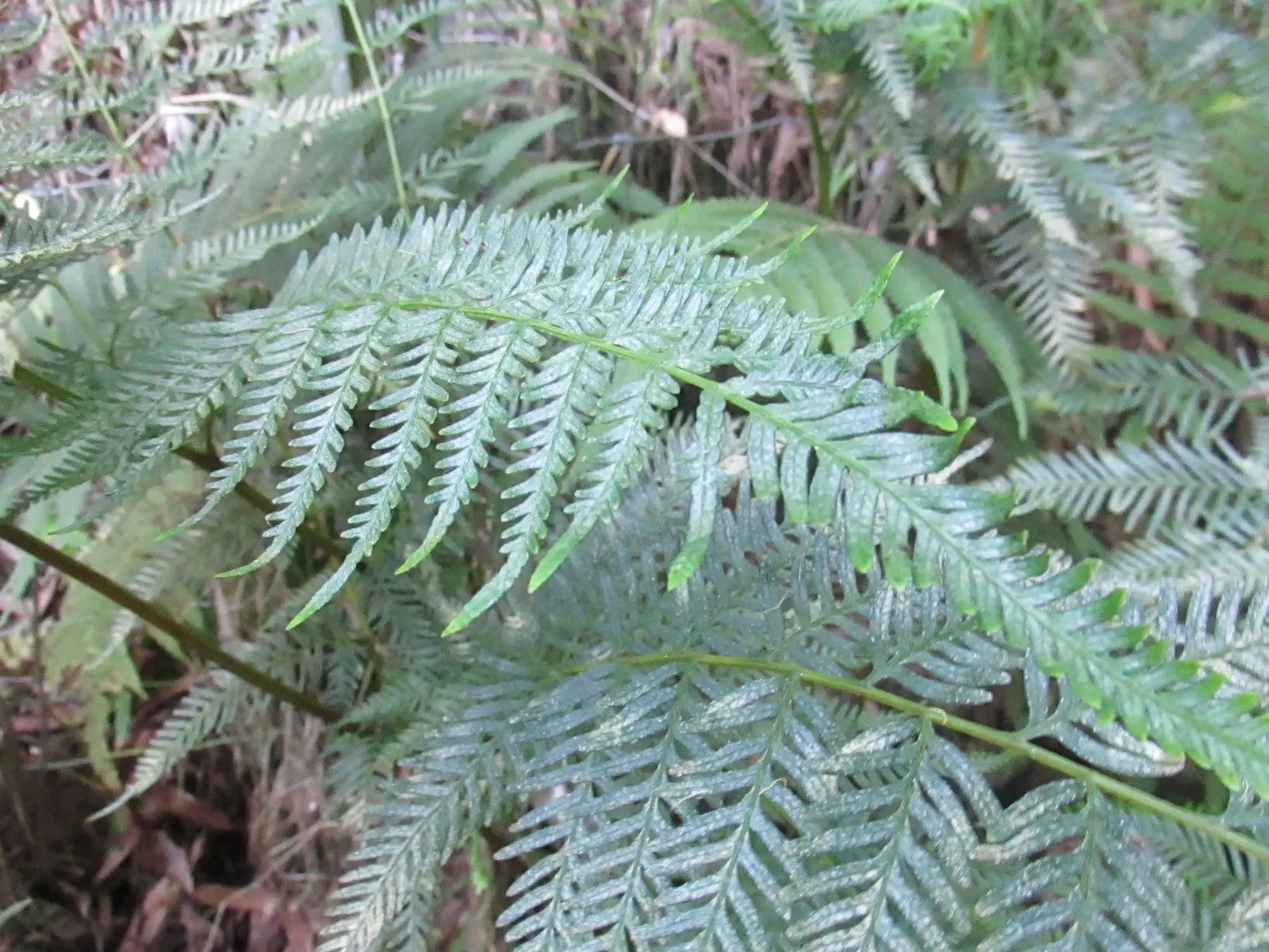 Table Fern (Pteris Species) — preferring the temperate climes but capable of flourishing indoors in cooler regions.<br><br>On average; fern for half or shade