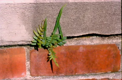Table Fern (Pteris Species) — fern for half or shade; they are also superb for planting alongside water features where their reflections amplify the beauty