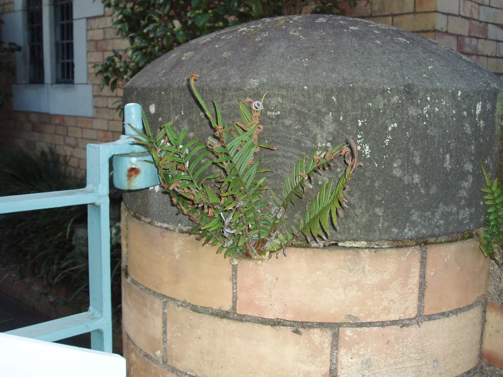 Table Fern (Pteris Species) — it's noteworthy that these ferns are low-maintenance; hardy in USDA zones 9‚Äì11, it's low-maintenance but does, image 86