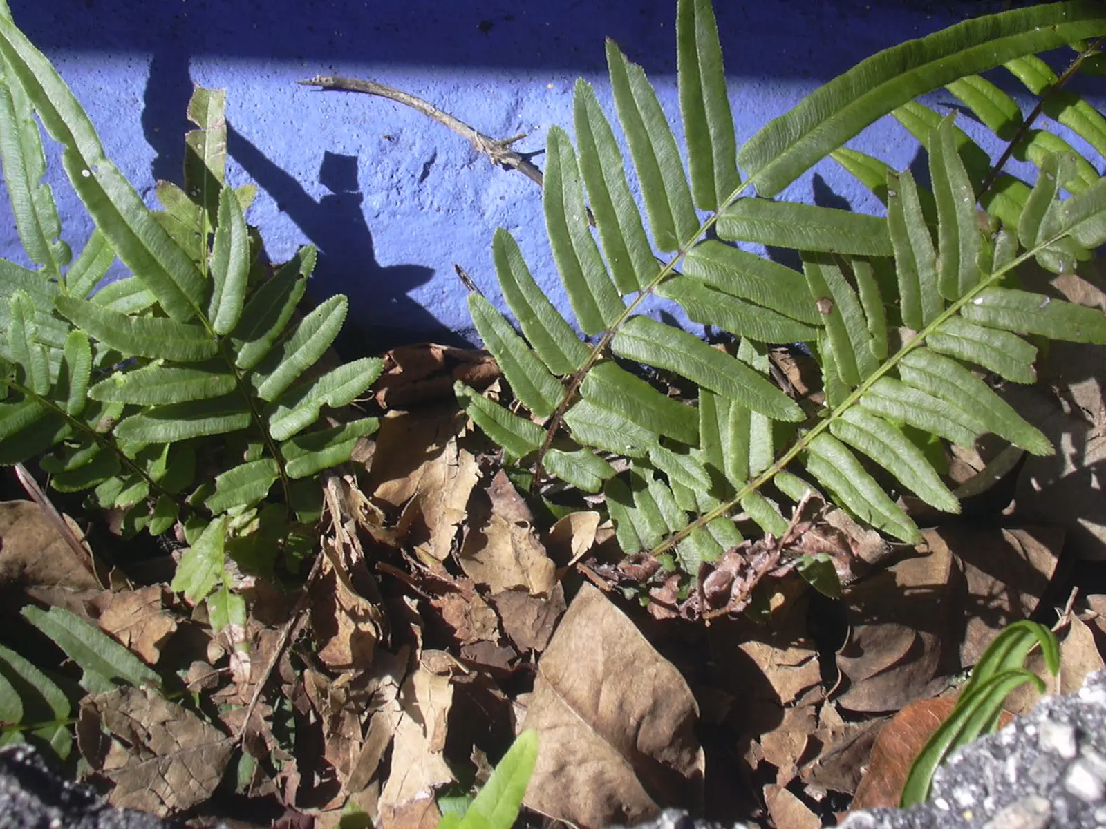 Table Fern (Pteris Species) — Pteris ferns offer a range of appearances
