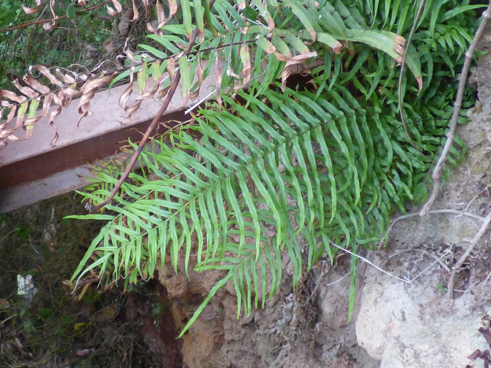Table Fern (Pteris Species) — <br><br>Landscape designers can leverage Table Ferns' lush texture to soften rockeries or as edging plants; preferring the