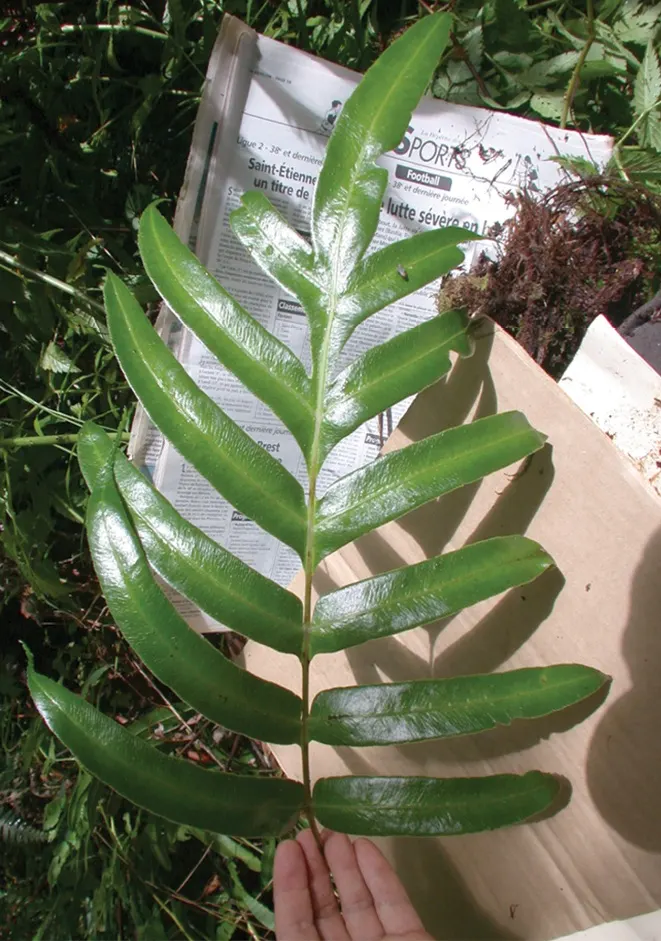Table Fern (Pteris Species) — Pteris ferns offer a range of appearances; for optimal growth, these ferns demand a fertile, well-draining soil mix, image 53