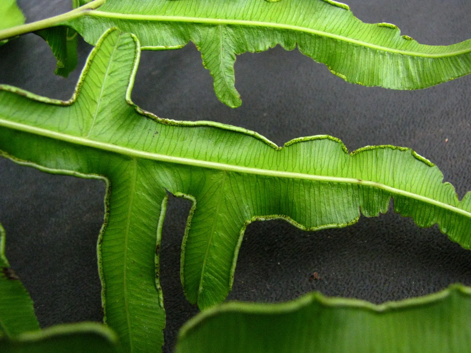 Table Fern (Pteris Species) — Ranging from 6 inches to 3 feet in height; some with variegated patterns of creams or yellows