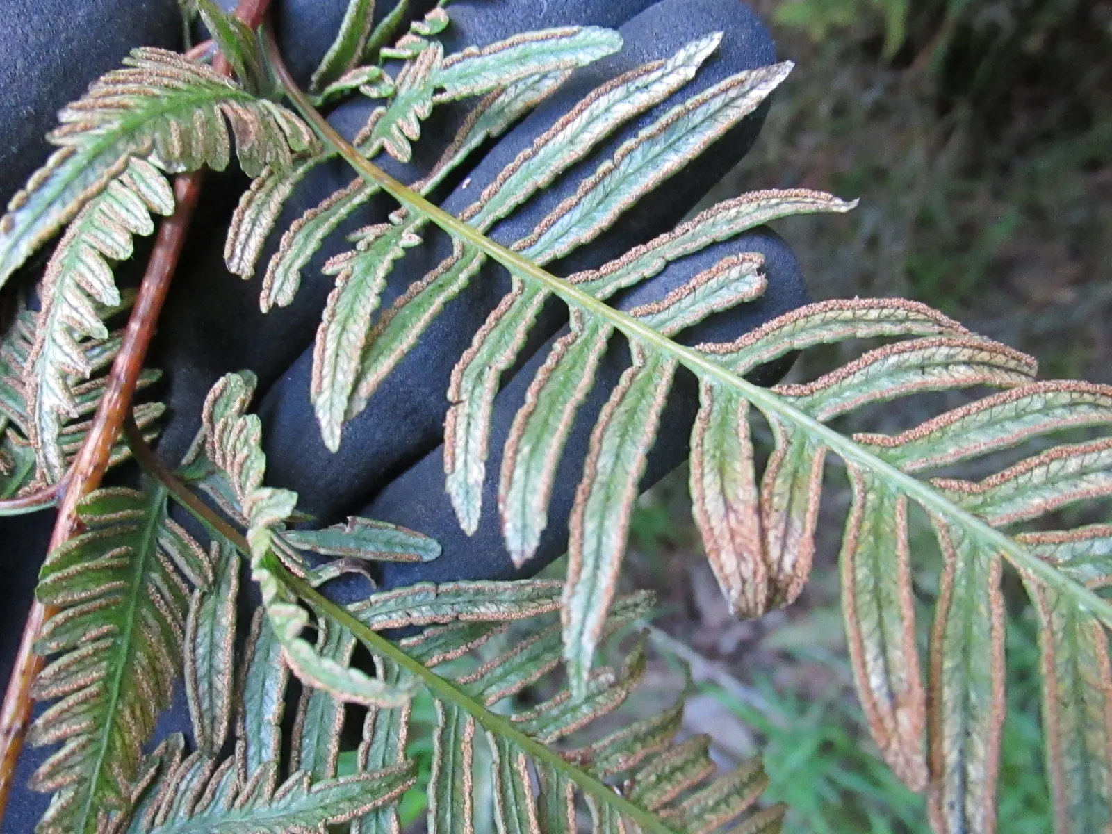 Table Fern (Pteris Species) — it's noteworthy that these ferns are low-maintenance; hardy in USDA zones 9‚Äì11, it's low-maintenance but does, image 64