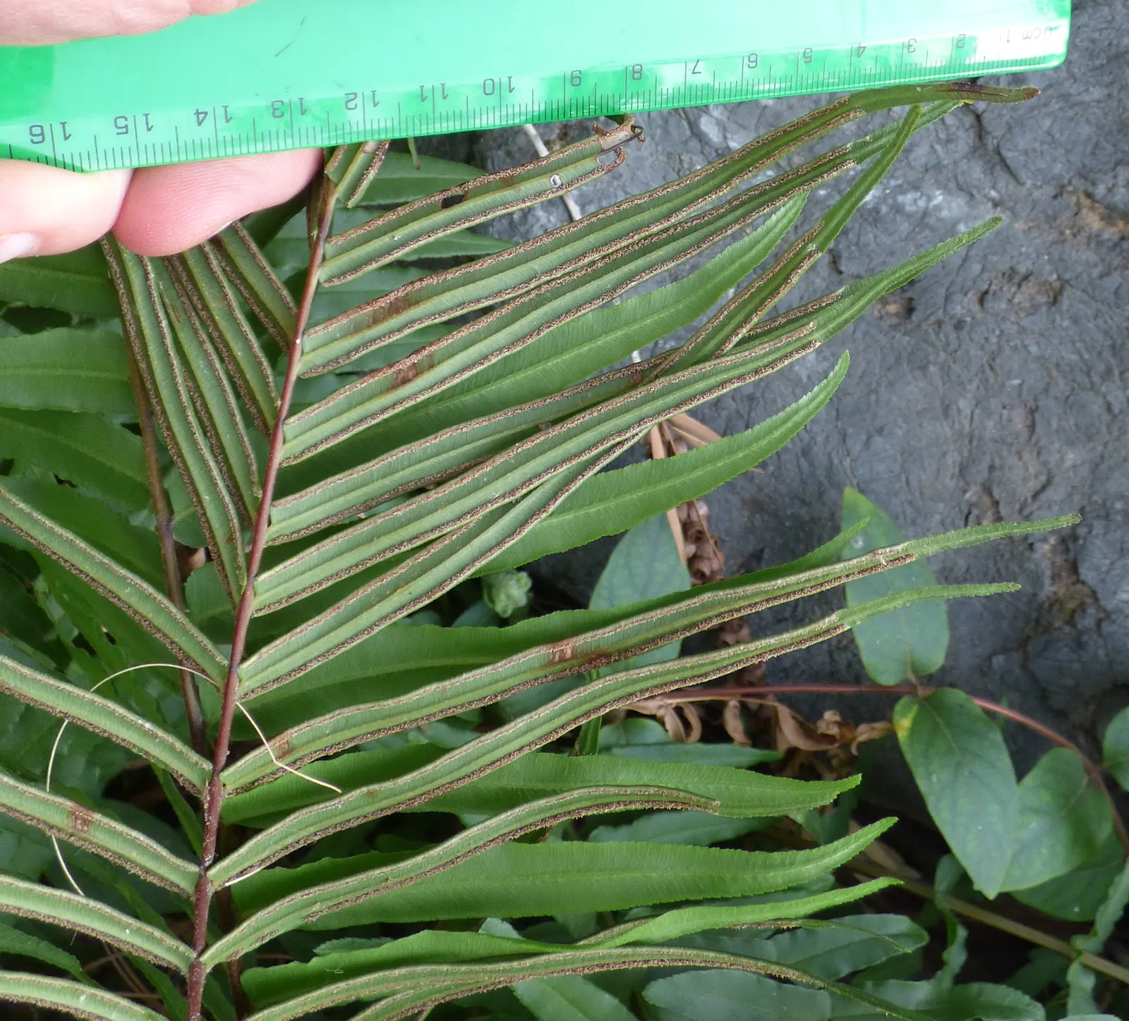 Table Fern (Pteris Species) — belonging to the Pteris genus; ranging from 6 inches to 3 feet in height, image 51