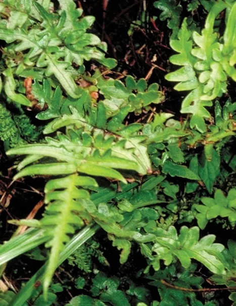 Table Fern (Pteris Species) — For optimal growth, these ferns demand a fertile, well-draining soil mix with a slightly acidic to neutral pH; and, image 82