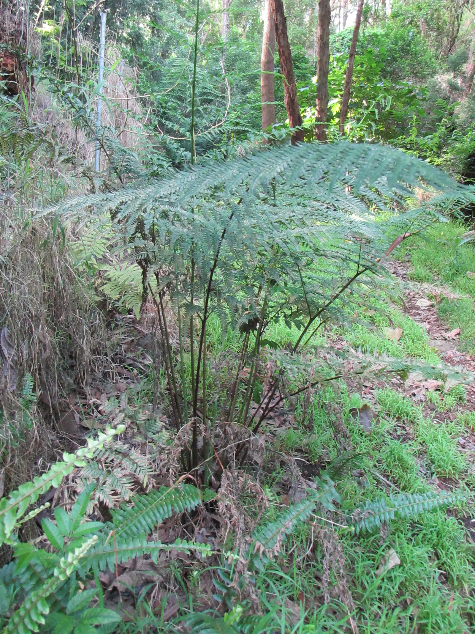 Table Fern (Pteris Species) — its delicate fronds bring graceful texture; <br><br>Landscape designers can leverage Table Ferns' lush texture to, image 47