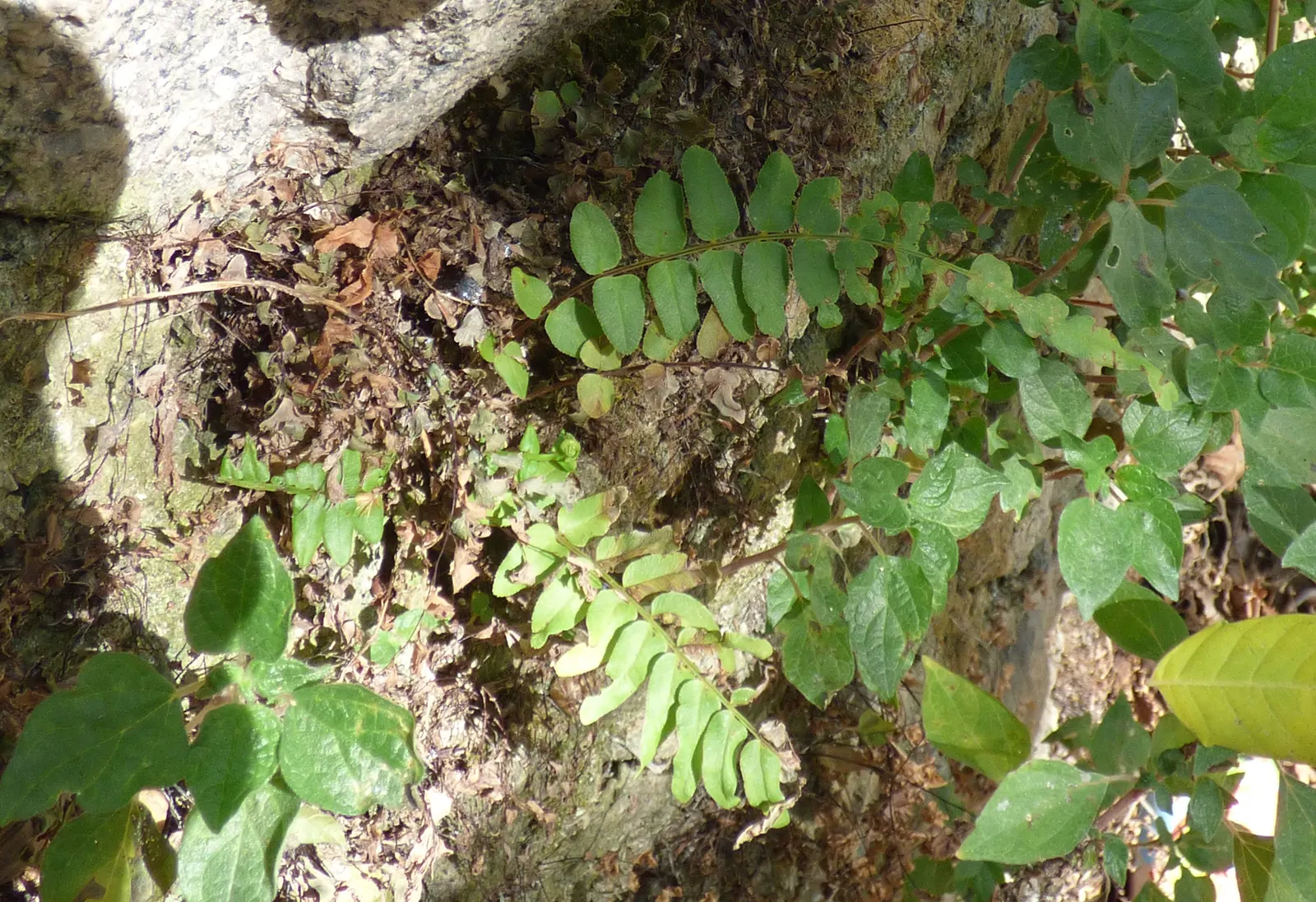 Table Fern (Pteris Species) — some with variegated patterns of creams or yellows