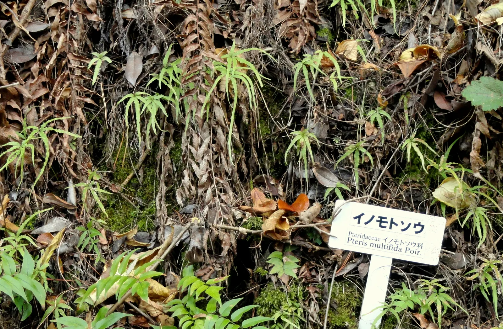 Table Fern (Pteris Species) — some with variegated patterns of creams or yellows; is a graceful addition to shady garden areas or as an understory, image 55