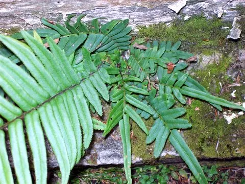 Table Fern (Pteris Species) — The Table Fern (Pteris spp.) is a versatile fern genus suitable for shaded garden areas or as a houseplant; well-draining soil