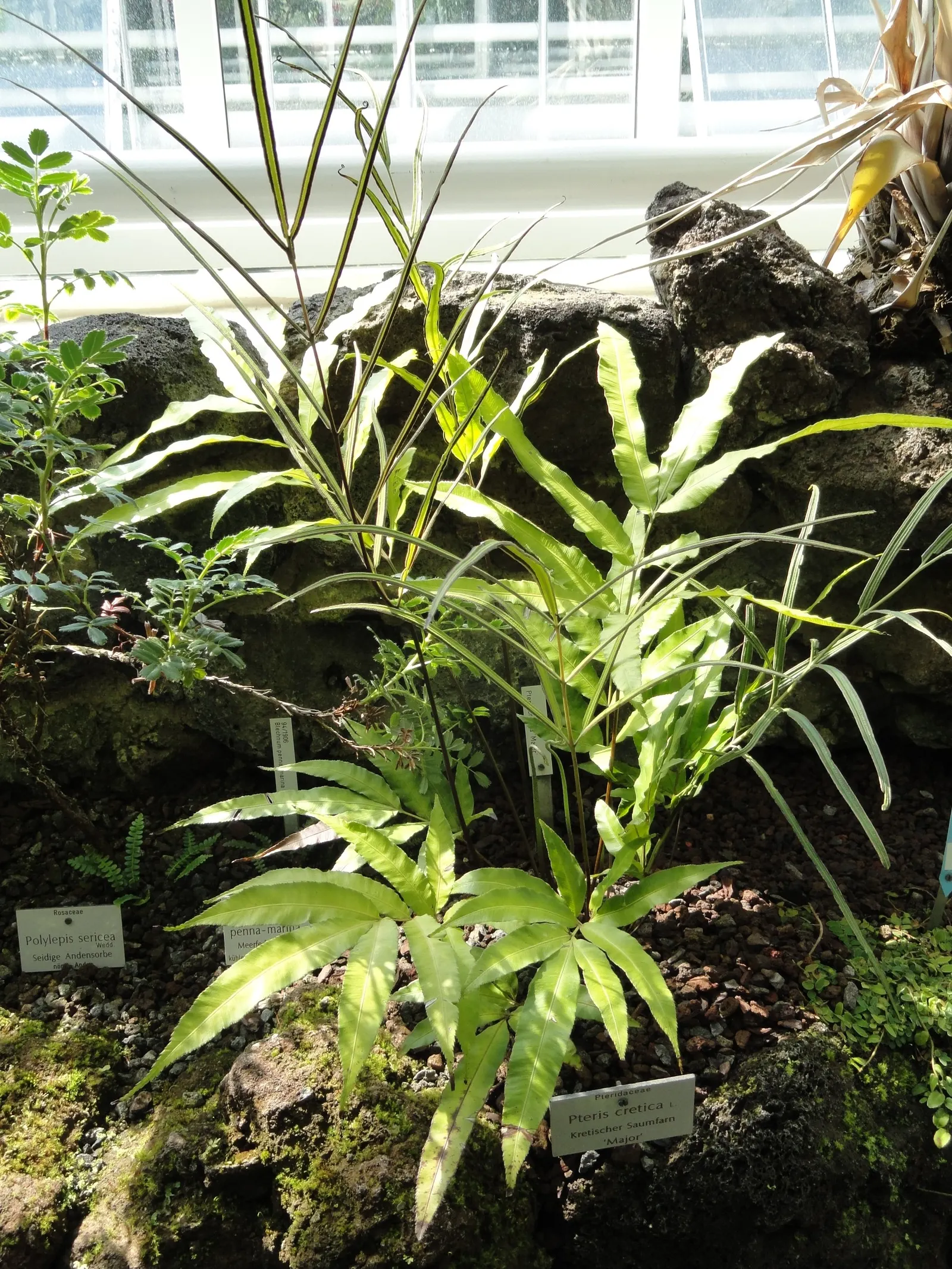 Table Fern (Pteris Species) — some with variegated patterns of creams or yellows; is a graceful addition to shady garden areas or as an understory, image 77