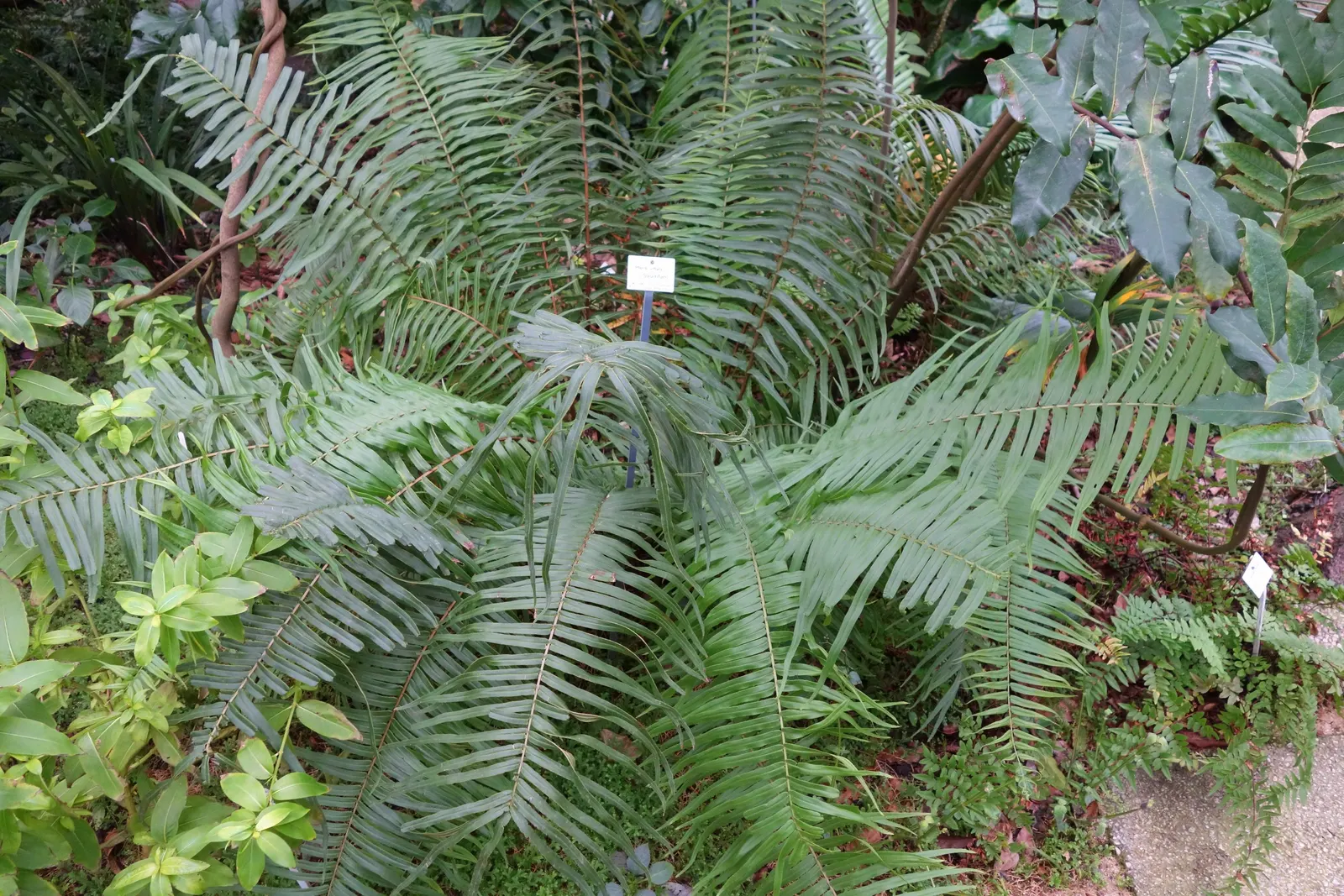 Table Fern (Pteris Species) — They thrive in USDA Hardiness Zones 9 through 11; dwarf varieties are also available for tighter spaces or container, image 78