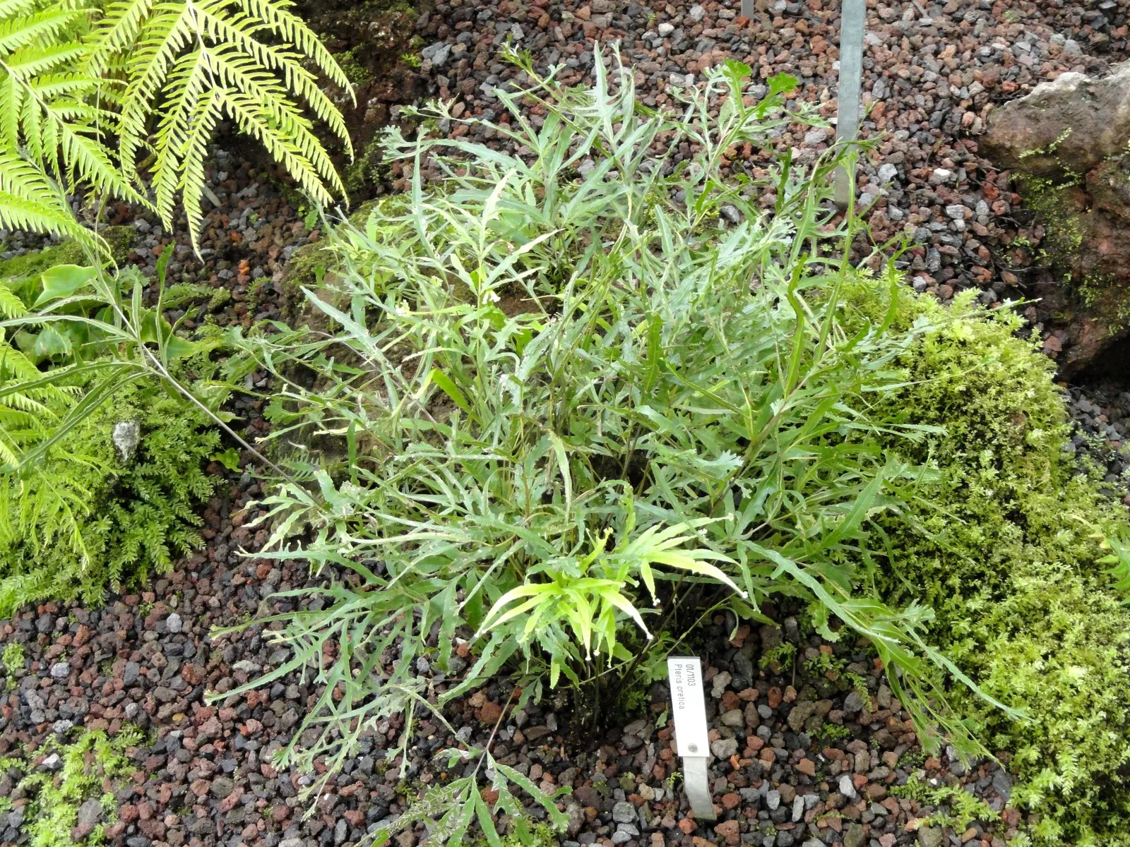Table Fern (Pteris Species) — and are generally pest-free; they thrive in USDA Hardiness Zones 9 through 11, image 87