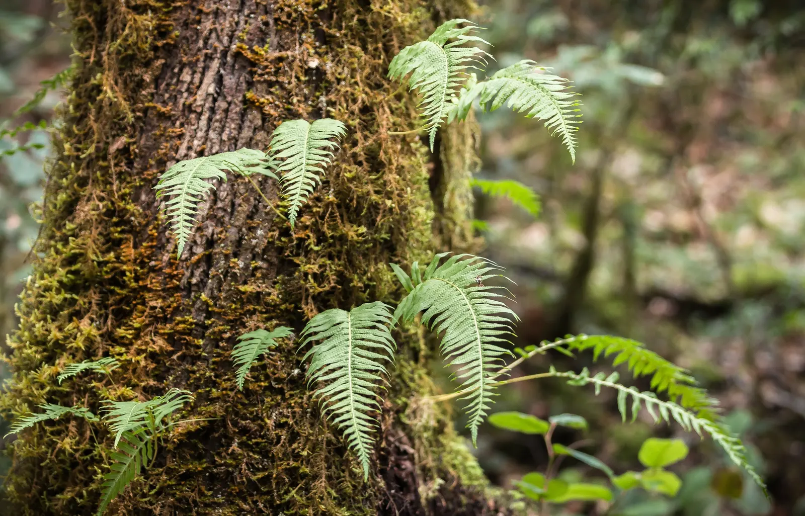 Table Fern (Pteris Species) — is a graceful addition to shady garden areas or as an understory plant in a landscape design; pteris ferns offer a range of