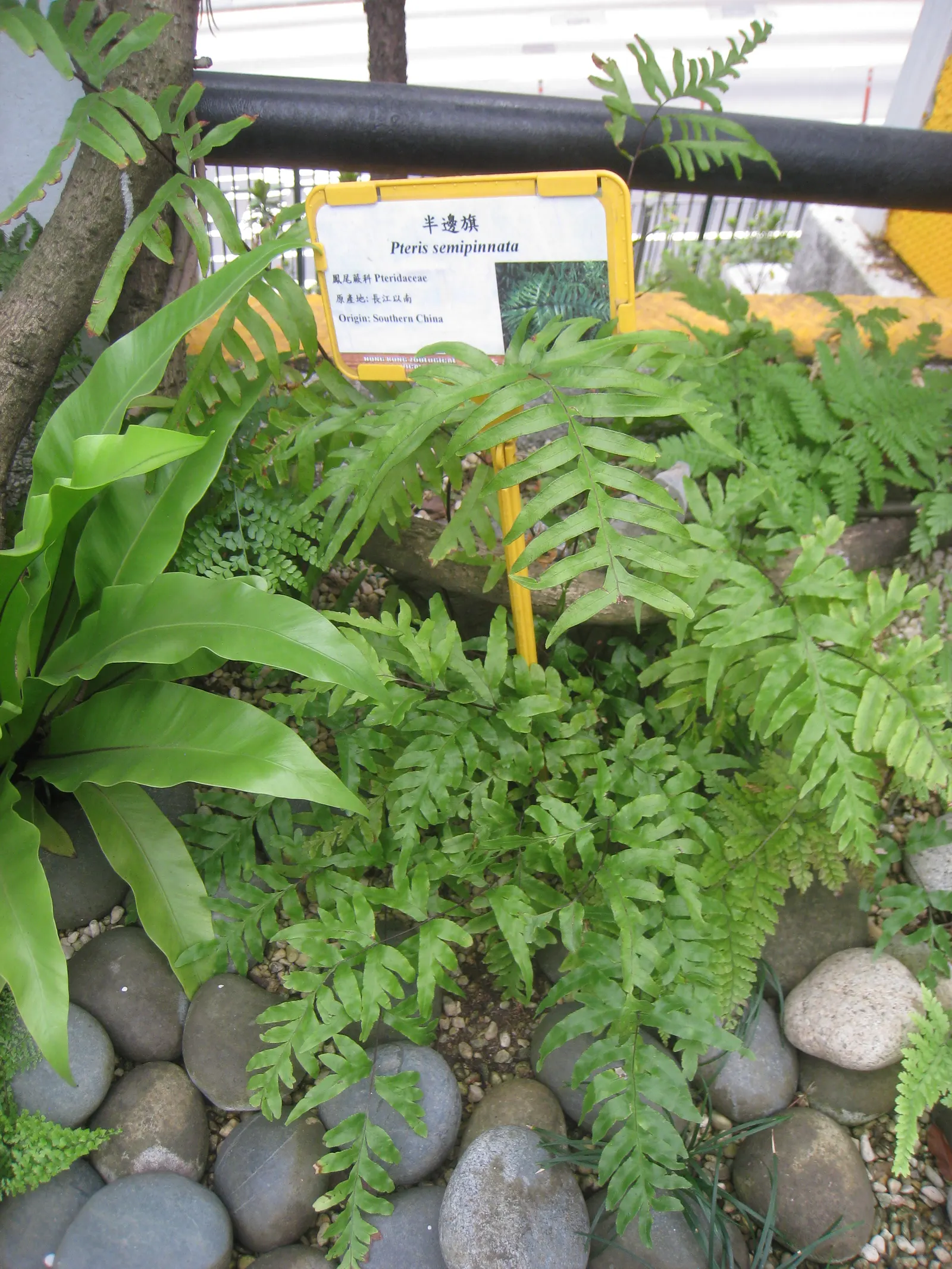 Table Fern (Pteris Species) — well-draining soil with dappled light; its delicate fronds bring graceful texture