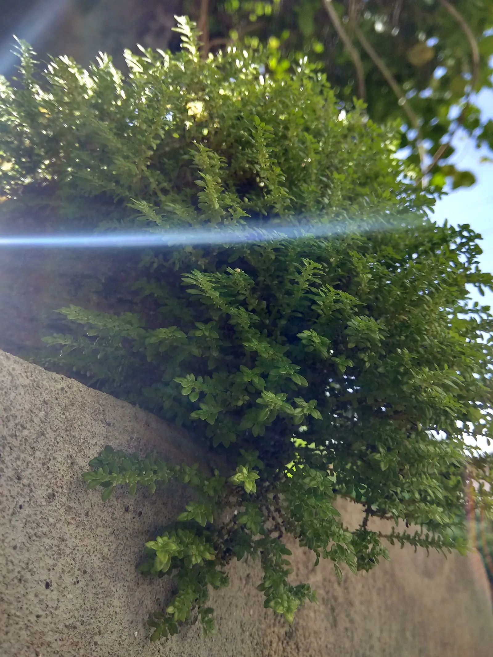 Table Fern (Pteris Species) — They are also superb for planting alongside water features where their reflections amplify the beauty; it's, image 63