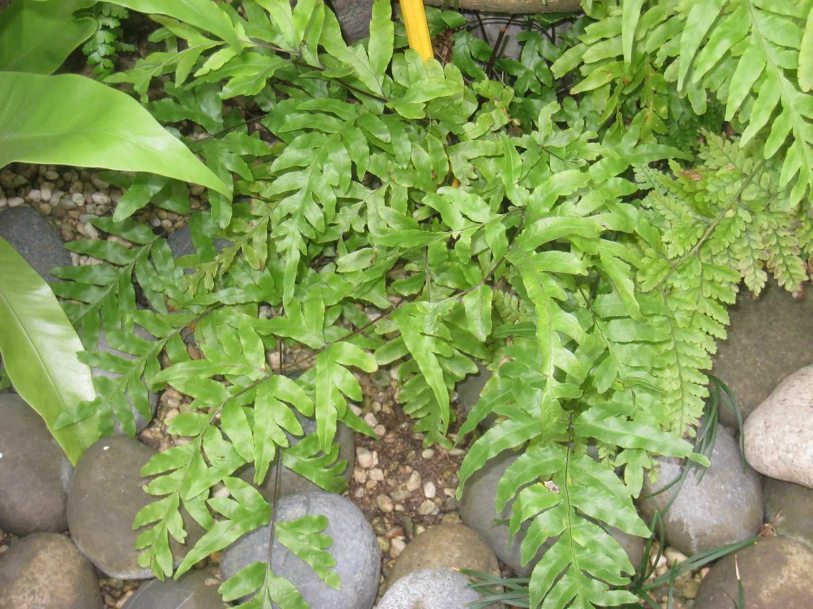 Table Fern (Pteris Species) — Pteris ferns offer a range of appearances; for optimal growth, these ferns demand a fertile, well-draining soil mix with a