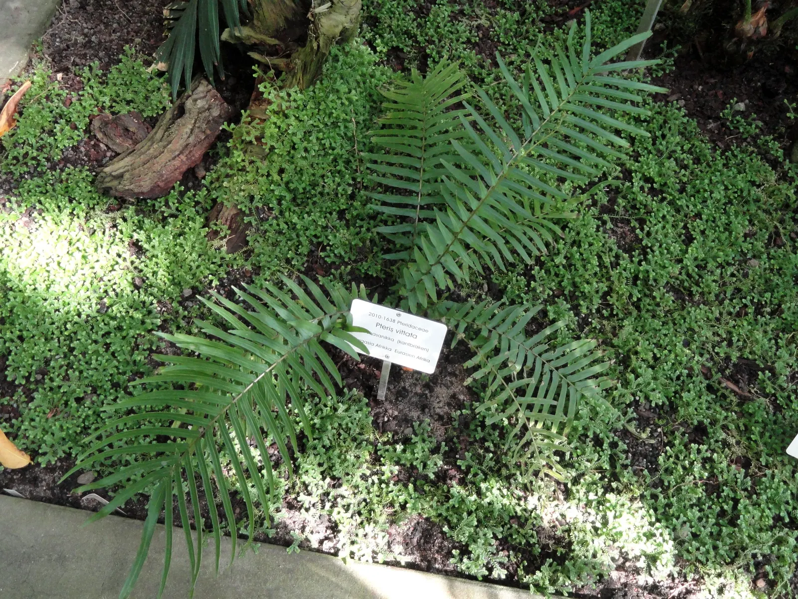 Table Fern (Pteris Species) — The feathery, arching leaves vary from bright green to variegated, making it a visually soothing addition; moisture, image 72
