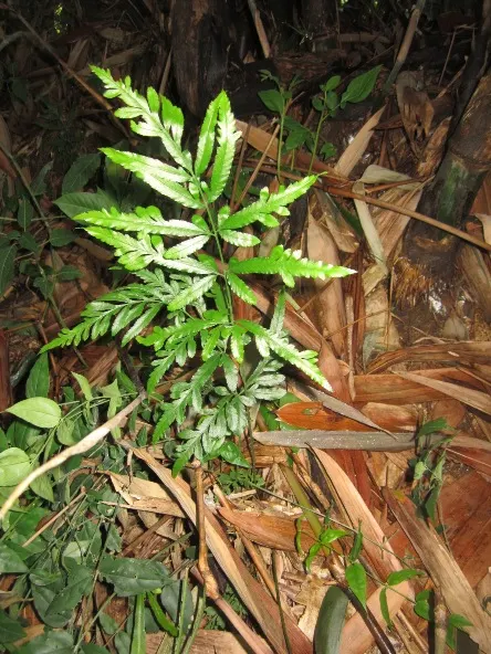 Table Fern (Pteris Species) — but they typically sport elongated