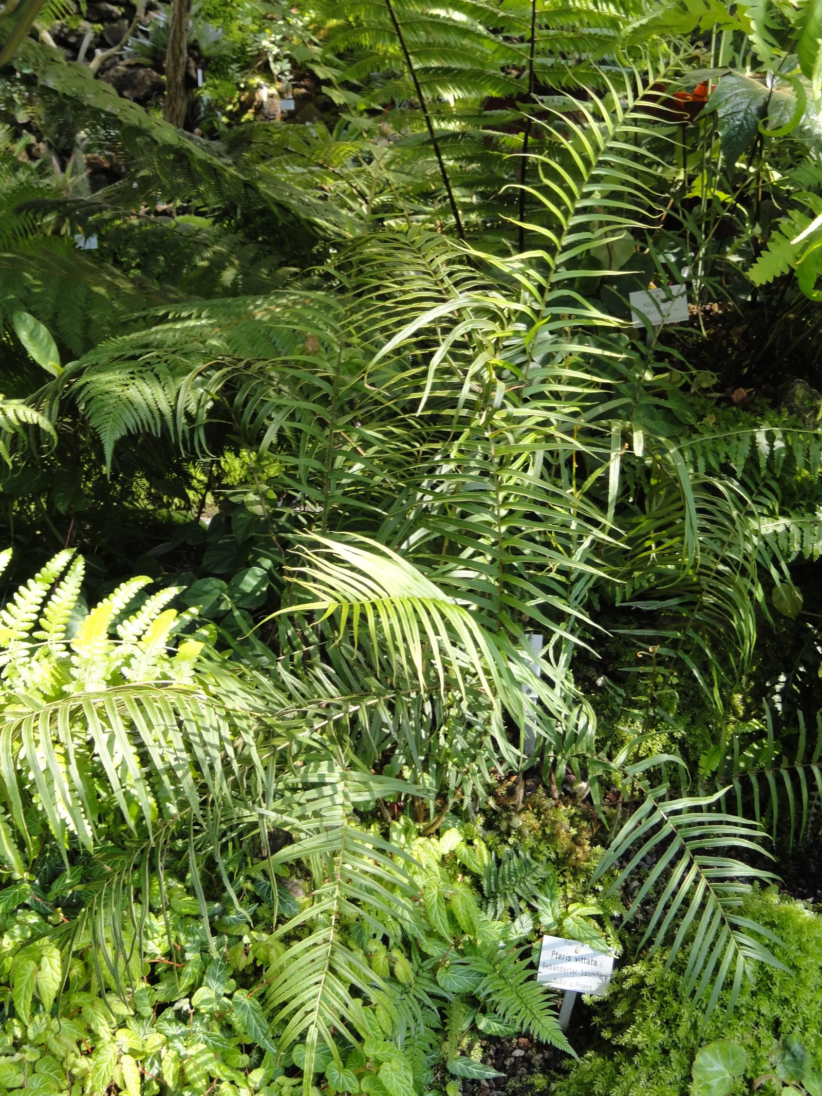 Table Fern (Pteris Species) — dwarf varieties are also available for tighter spaces or container gardening; larger Pteris species can reach an, image 81