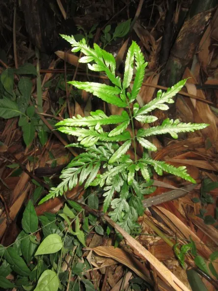 Table Fern (Pteris Species) — For optimal growth, these ferns demand a fertile, well-draining soil mix with a slightly acidic to neutral pH