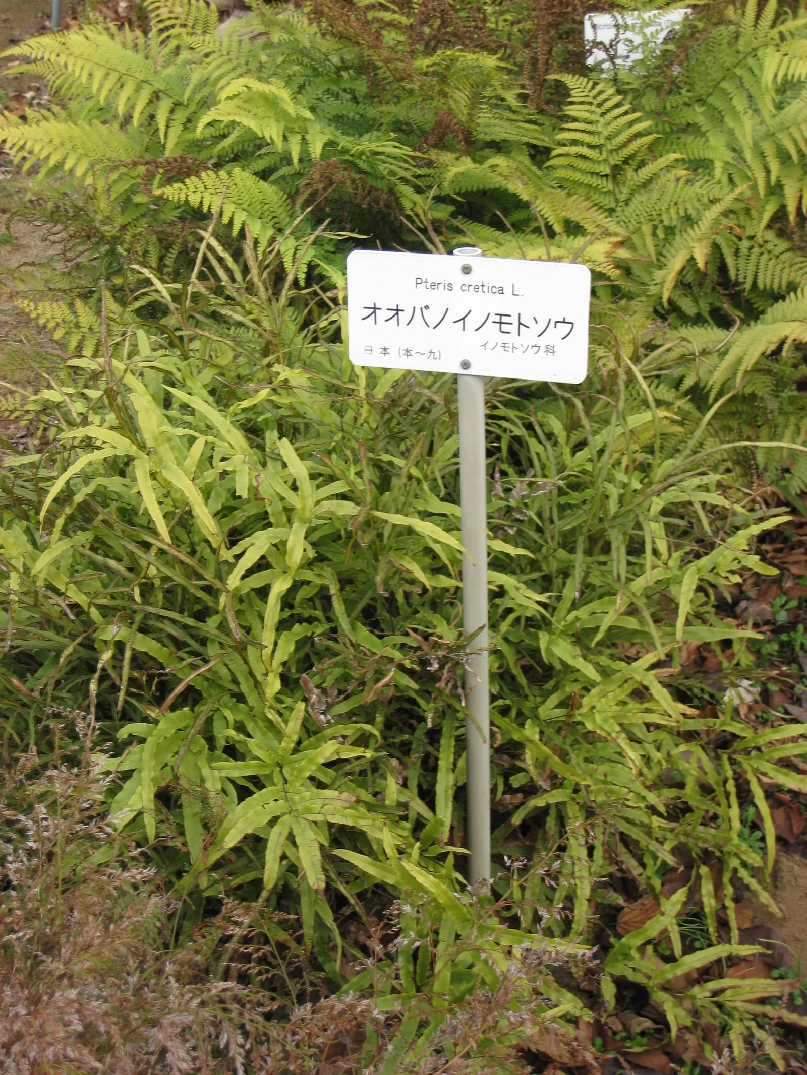 Table Fern (Pteris Species) — The Table Fern (Pteris spp.) is a versatile fern genus suitable for shaded garden areas or as a houseplant, image 67