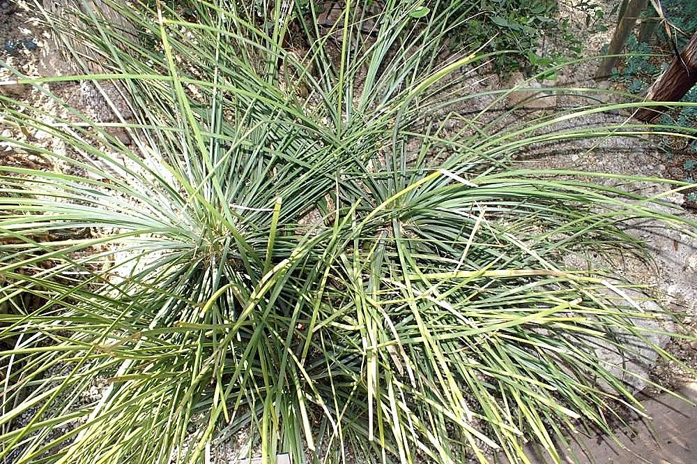 Hedgehog Agave (Agave Stricta) — sending up a spectacular vertical spike that can reach up to 5 to 6 feet tall