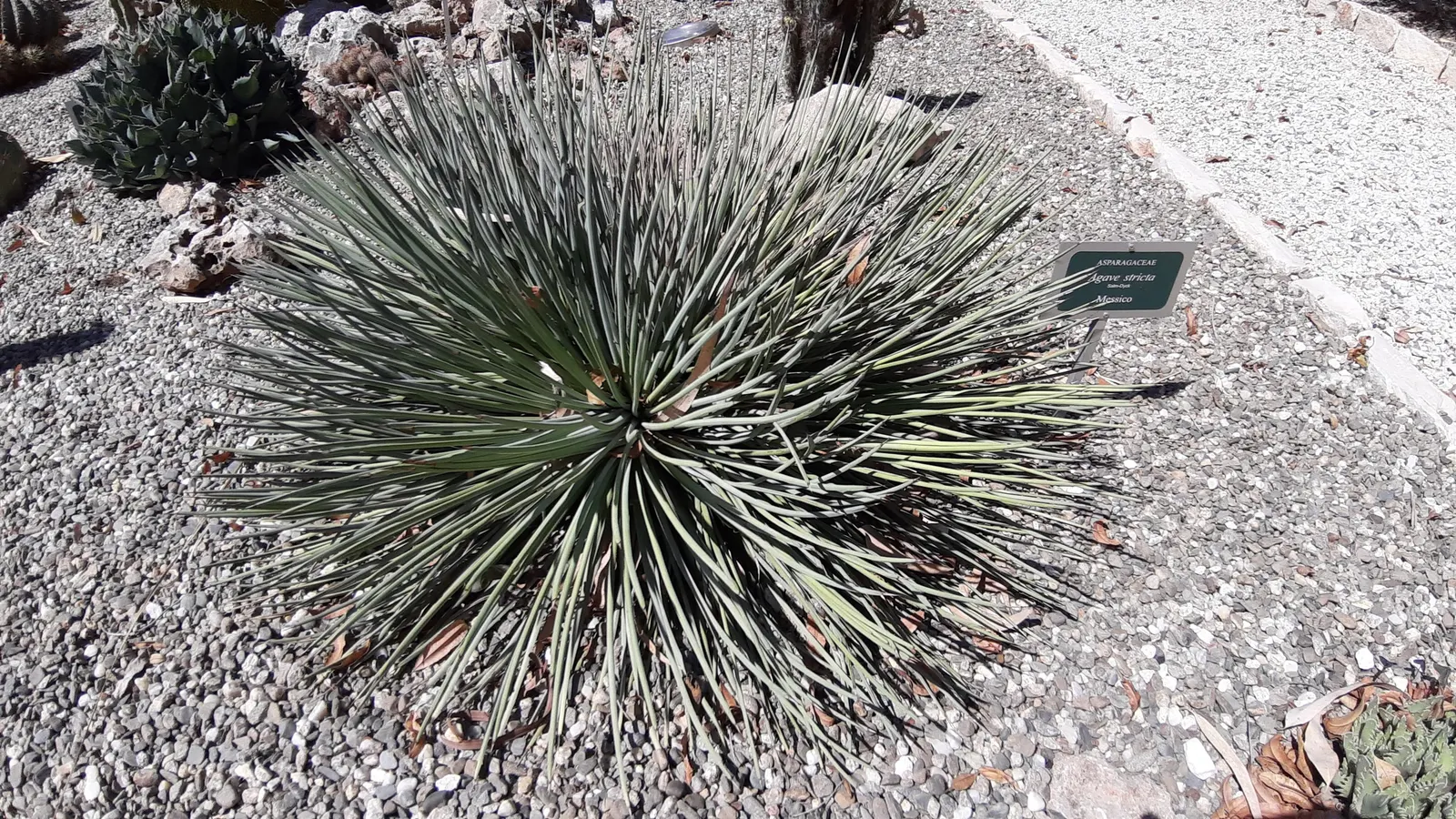 Hedgehog Agave (Agave Stricta) — It prefers full sun and well-draining soil, requiring minimal care once established