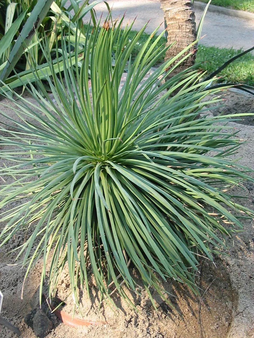 Hedgehog Agave (Agave Stricta) — scientifically known as Agave stricta