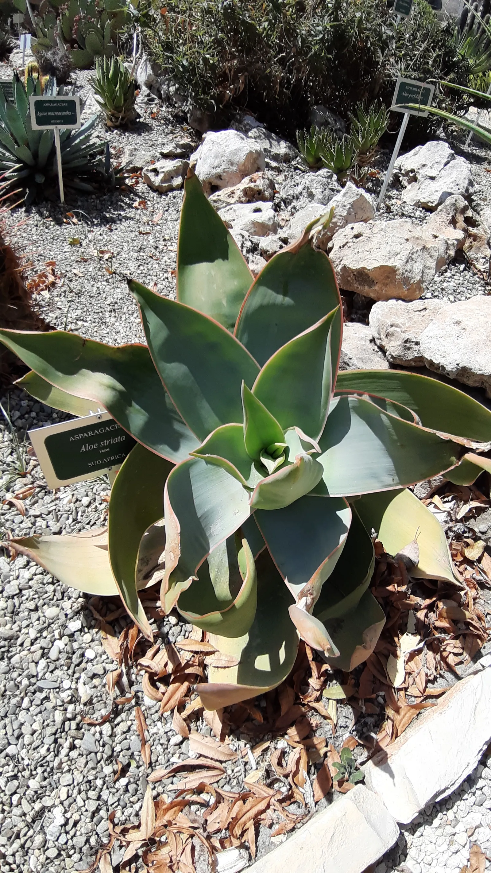 Hedgehog Agave (Agave Stricta) — with charming rosettes reaching up to 18 inches in diameter