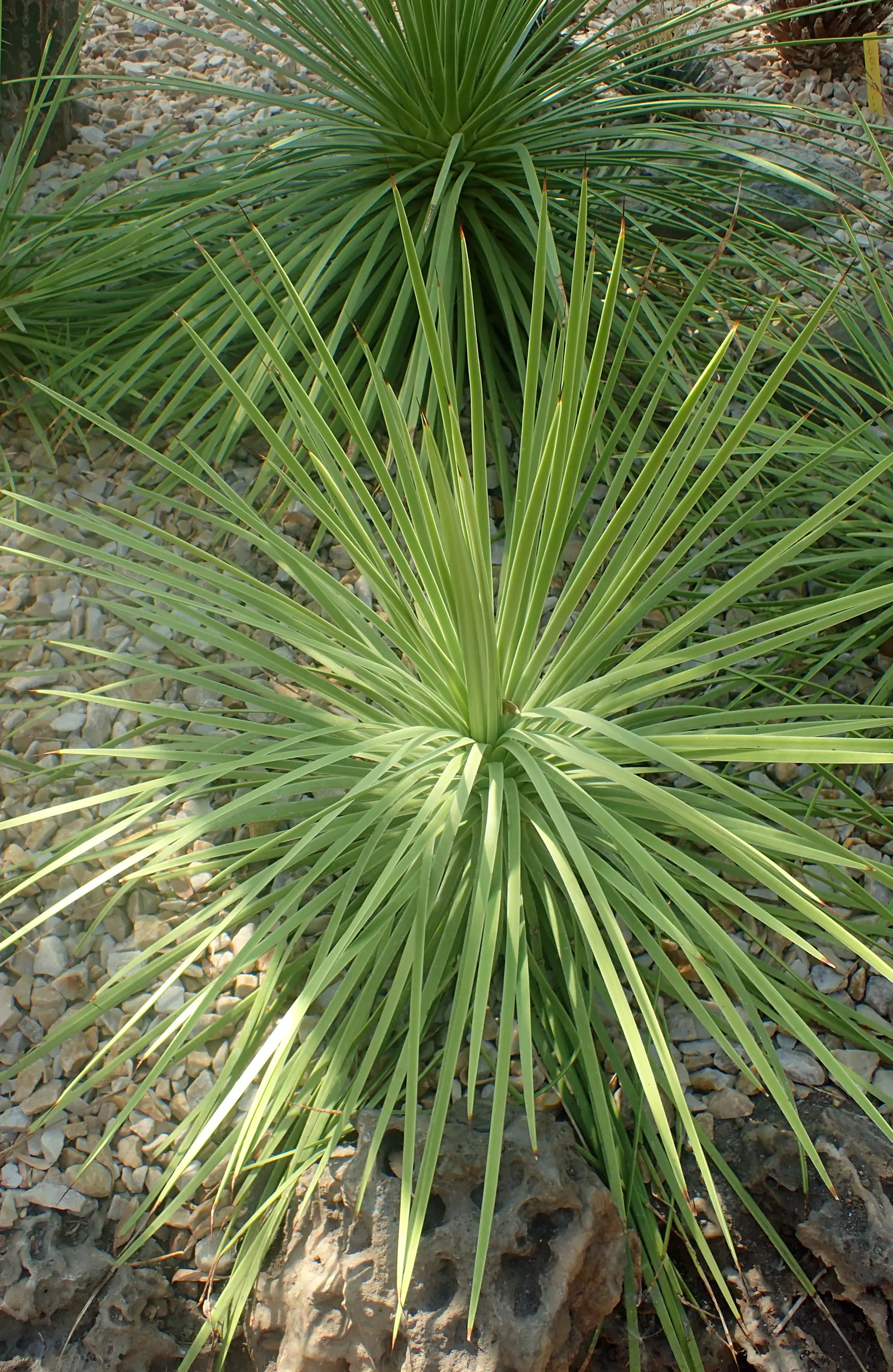 Hedgehog Agave (Agave Stricta) — Ideal for xeriscaping and water-wise gardens