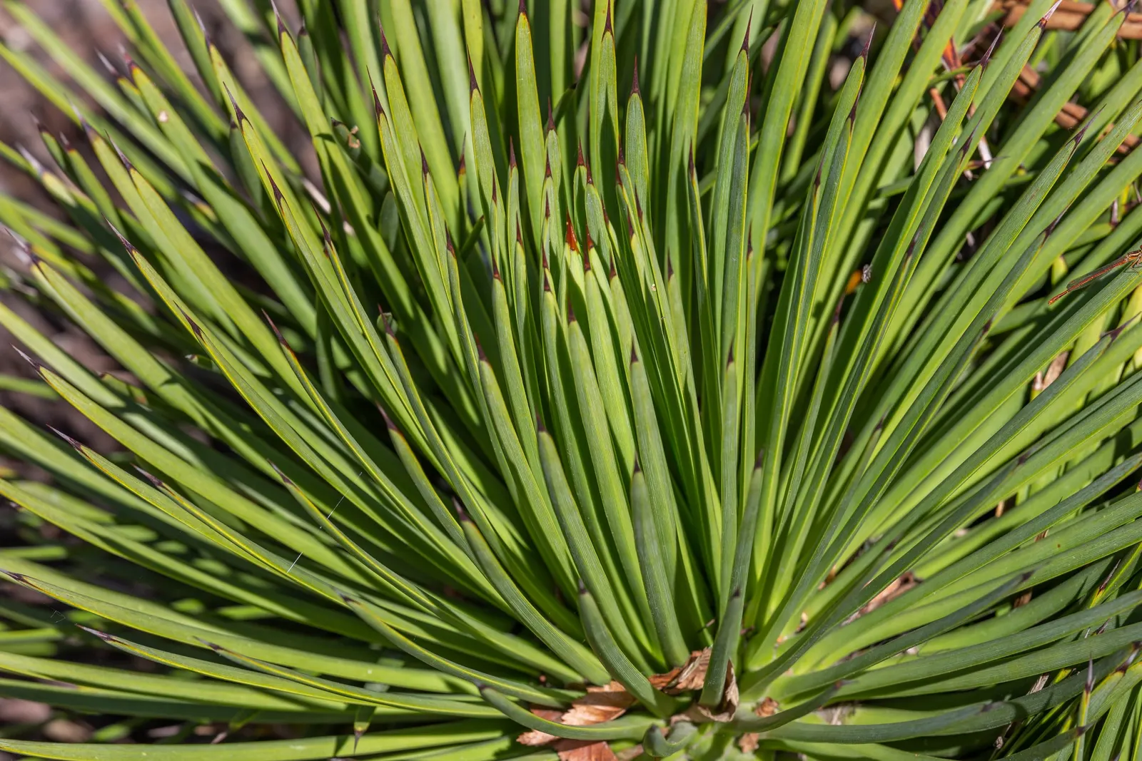 Hedgehog Agave (Agave Stricta) — adorned with deep red to purple flowers