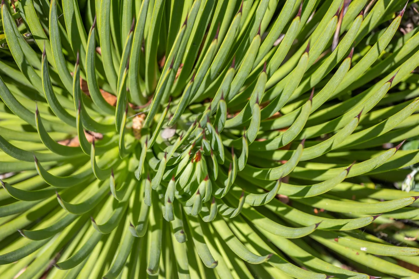 Hedgehog Agave (Agave Stricta) — needle-like leaves that can grow up to 18 to 24 inches in both height and width