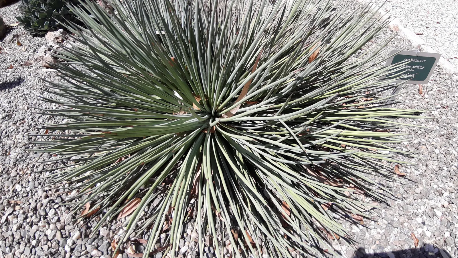 Hedgehog Agave (Agave Stricta) — spherical clusters resembling a hedgehog