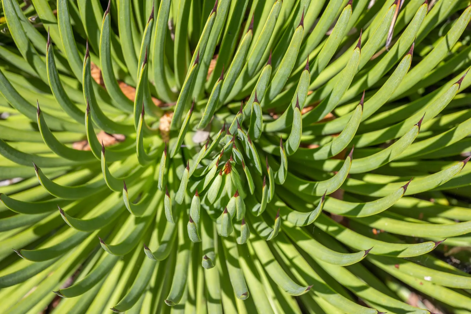 Hedgehog Agave (Agave Stricta) — but should be protected from frost in cooler climates.<br><br>Adding an exotic touch