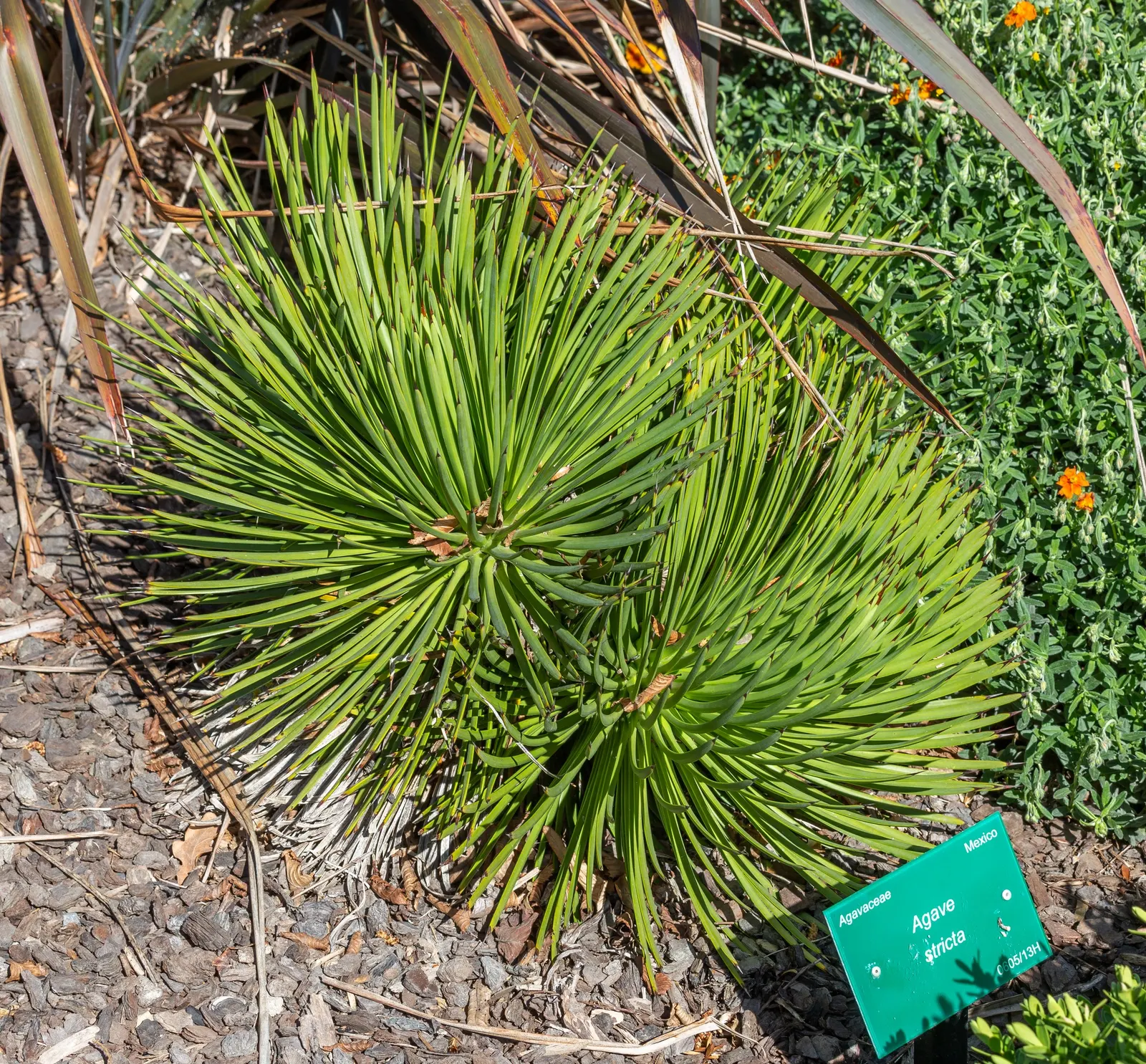 Hedgehog Agave (Agave Stricta) — The Hedgehog Agave is cold-tolerant down to approximately 20 to 25 degrees Fahrenheit