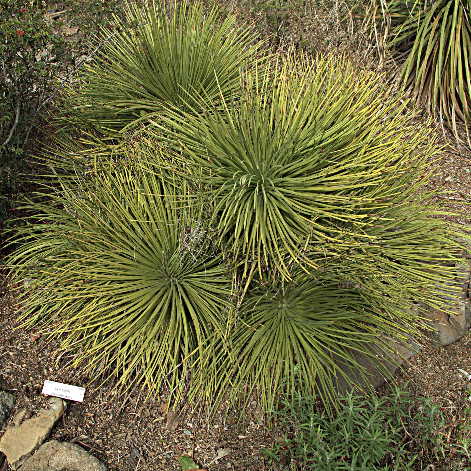 Hedgehog Agave (Agave Stricta) — which spans around 10 years