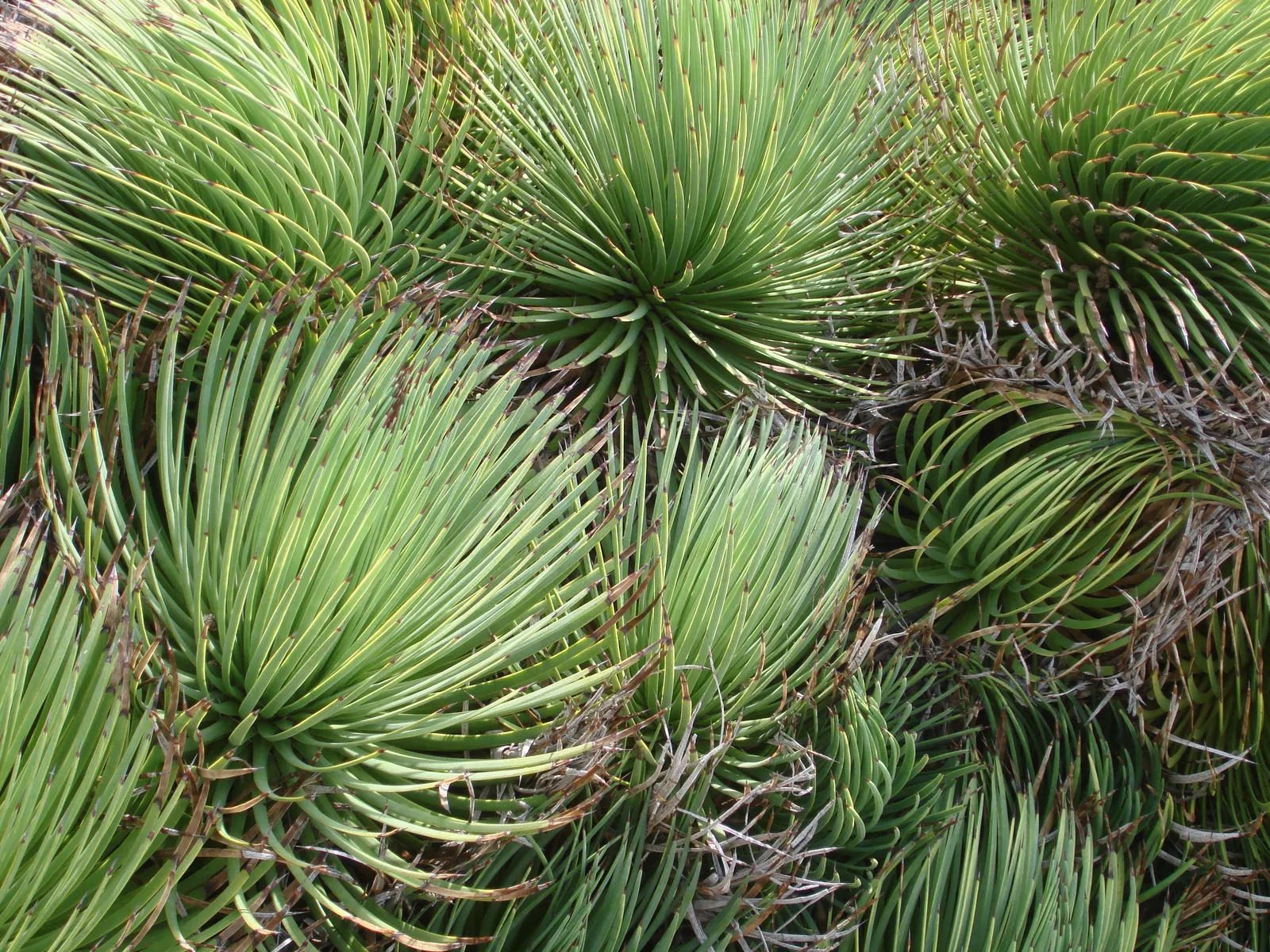 Hedgehog Agave (Agave Stricta) — the Hedgehog Agave will bloom in summer