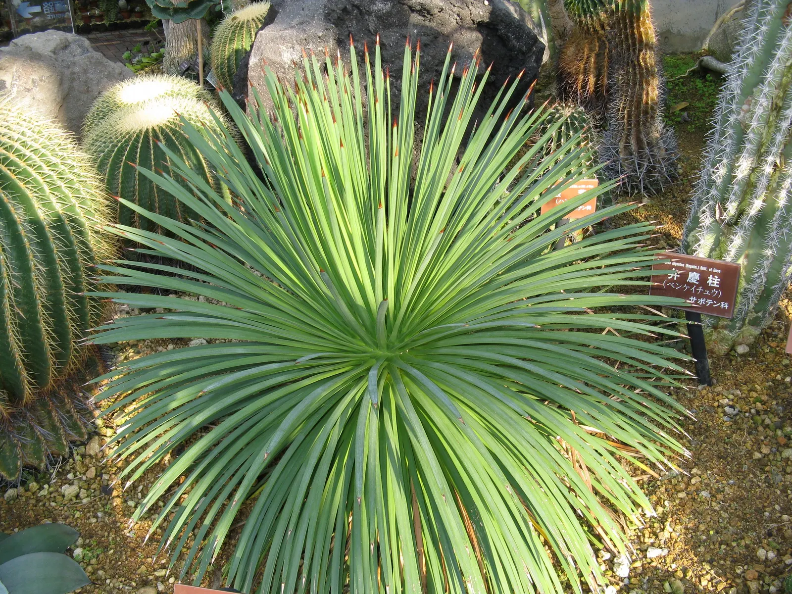 Hedgehog Agave (Agave Stricta) — which adds an additional layer of visual interest to your landscape design