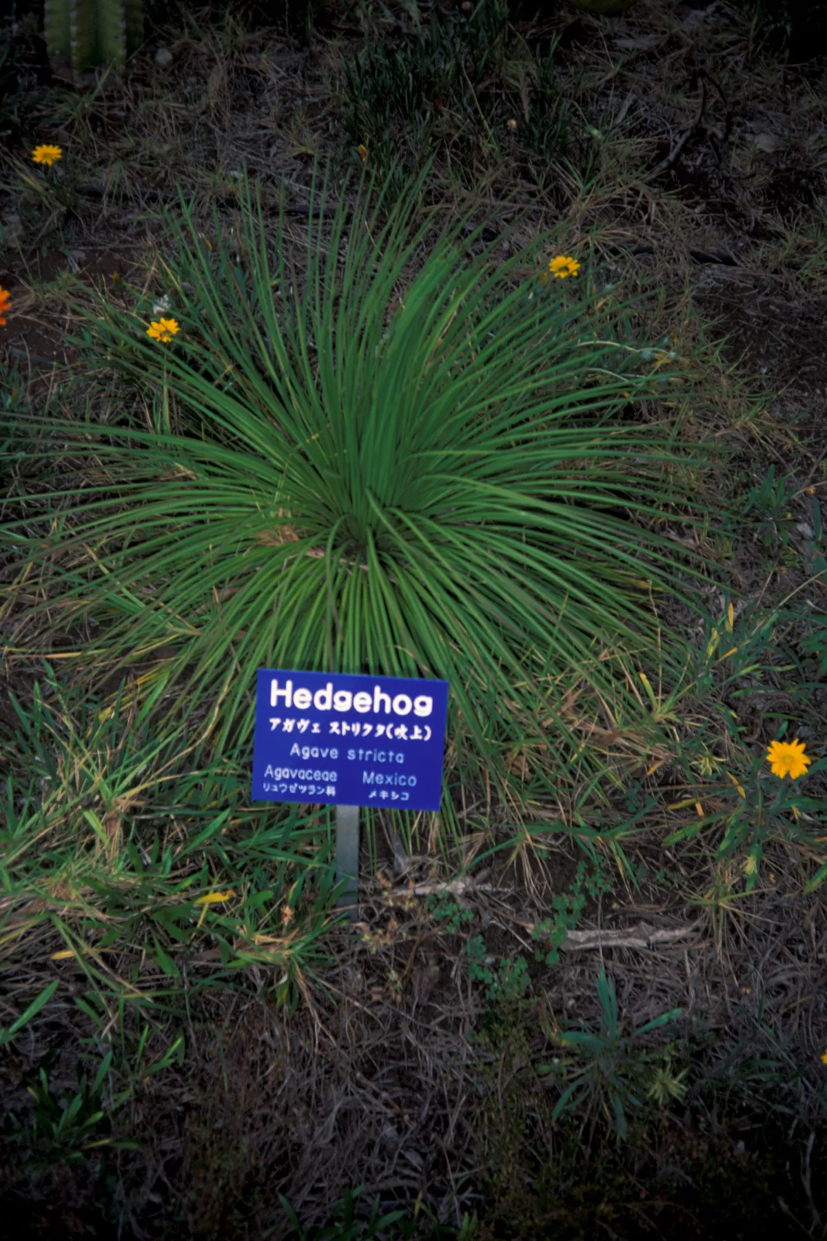 Hedgehog Agave (Agave Stricta) — attracting pollinators like hummingbirds