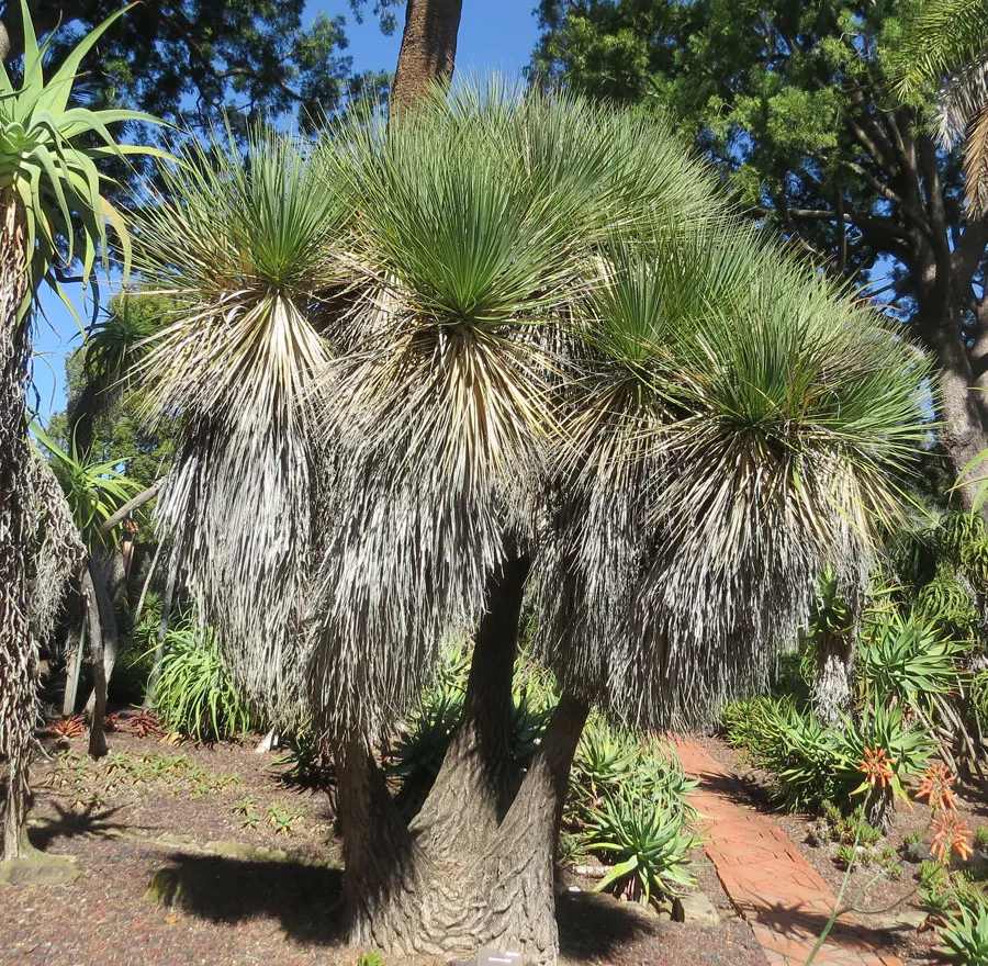 Hedgehog Agave (Agave Stricta) — It thrives in full sun and requires well-draining soil to prevent root rot