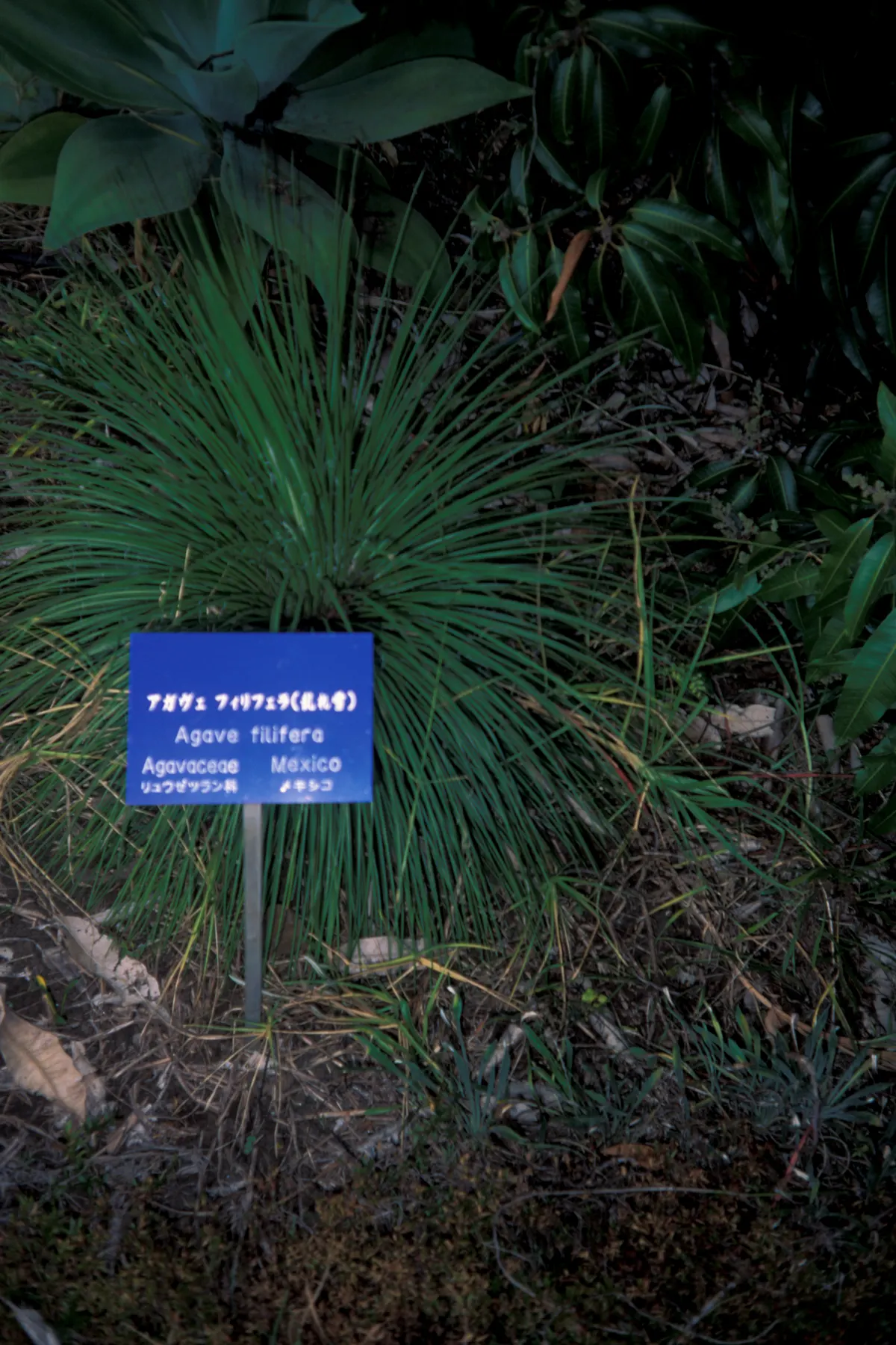 Hedgehog Agave (Agave Stricta) — making it an ideal choice for tighter garden spots or as a container specimen.<br><br>Noted for its striking