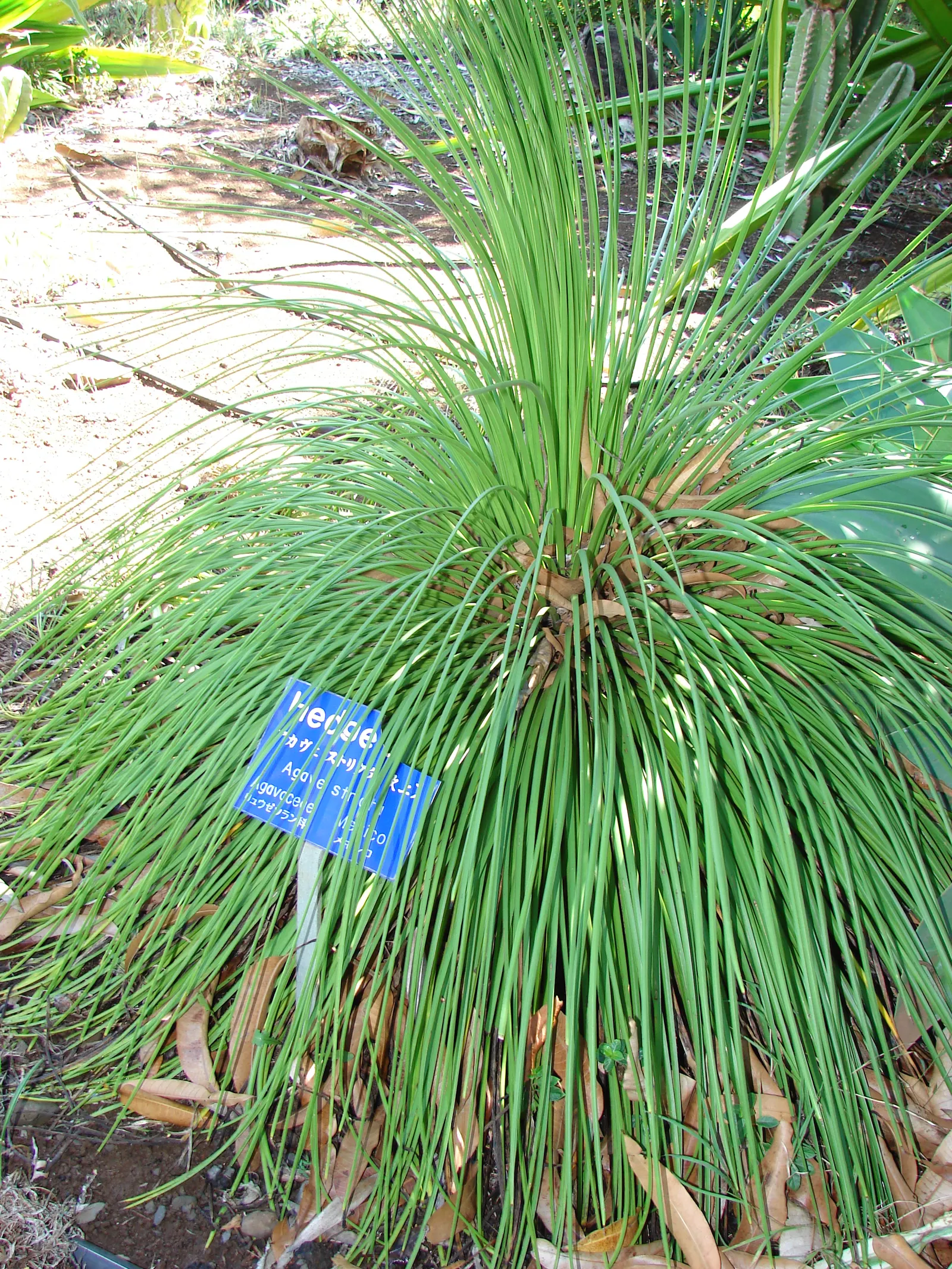 Hedgehog Agave (Agave Stricta) — this agave seldom needs maintenance apart from the occasional removal of old