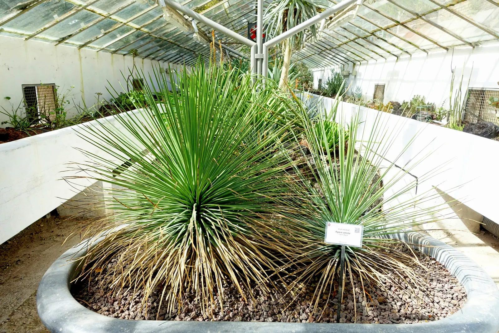Hedgehog Agave (Agave Stricta) — The leaves are a vibrant green and may exhibit a reddish tint along their margins when stressed